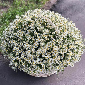 Композиция в корзине из 151 ромашки в Голицыно