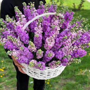 Композиция в корзине из 51 ароматной маттиолы в Голицыно