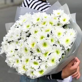 Букет "Лаймовый" из 15 кустовых хризантем в Голицыно
