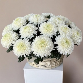 Композиция в корзине из 25 хризантем Магнум в Голицыно