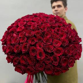 Букет из 101 красной Эквадорской розы Эксплорер (70 см) в Голицыно