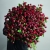 Монобукет из 75 кустовых роз Марун (70 см) в Голицыно Монобукет из 75 кустовых роз Марун (70 см) в Голицыно