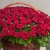 Композиция в корзине из 151 красной розы в Голицыно Композиция в корзине из 151 красной розы в Голицыно