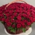 Композиция в корзине из 151 красной розы в Голицыно Композиция в корзине из 151 красной розы в Голицыно
