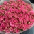Букет "Тиффани" из 35 малиновых кустовых роз (50 см) в Голицыно Букет "Тиффани" из 35 малиновых кустовых роз (50 см) в Голицыно