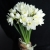 Букет из 25 нарциссов в Голицыно Букет из 25 нарциссов в Голицыно